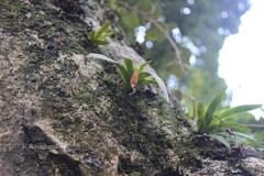 Oberonia platycaulon